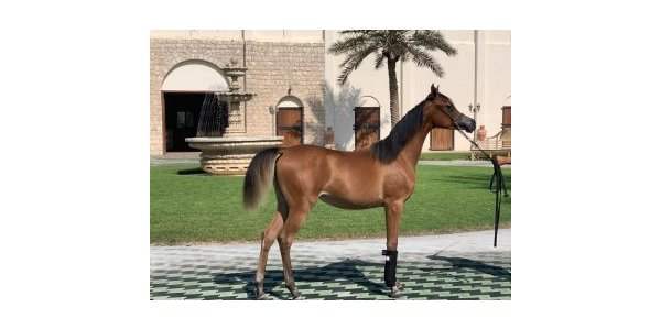 Visite des écuries Al Shahania stud